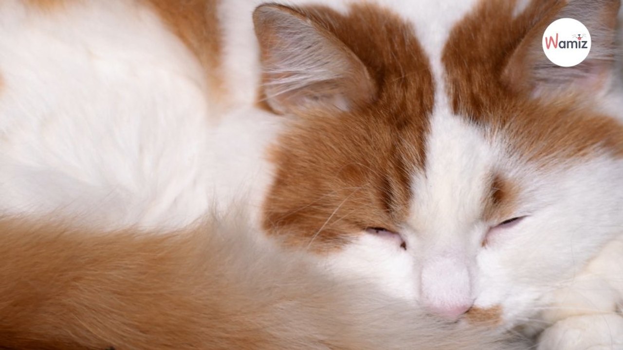 Achtung, eine Katze hat erstmals in Europa einen Menschen damit infiziert!