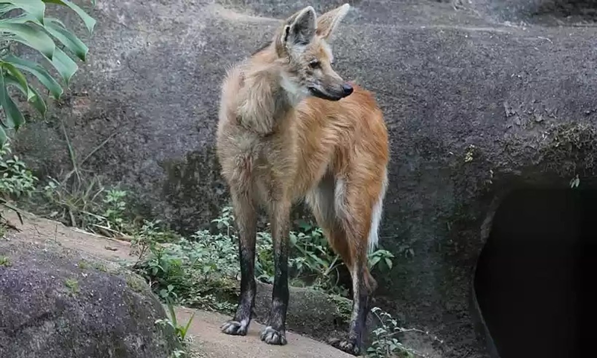 Motorista flagra Lobo-guará em avenida de cidade do Triângulo Mineiro