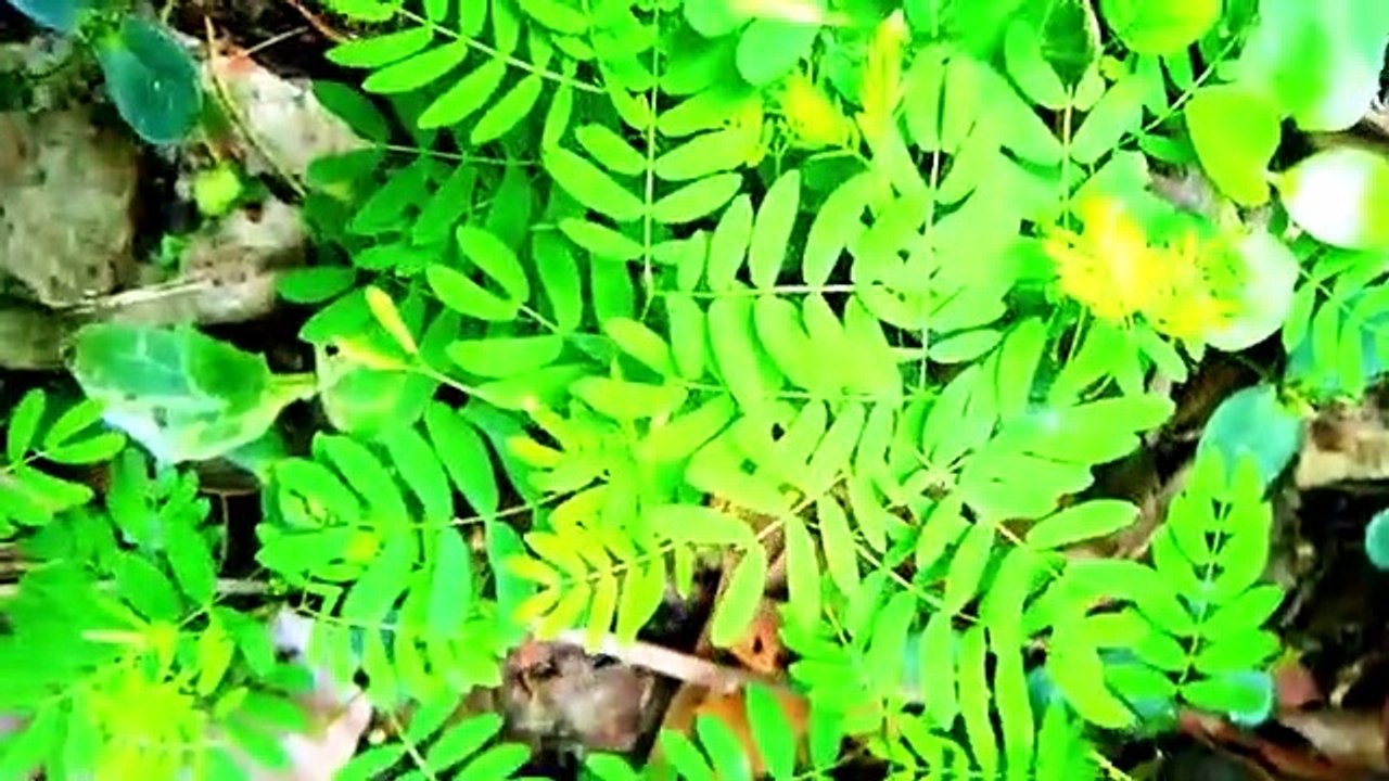Choti golpo | বাংলা চটি গল্প _ of a improved varieties hill neem tree