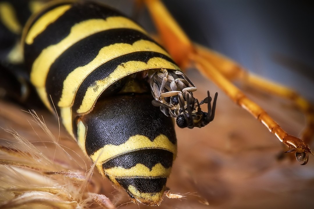 PARASITE de guêpe