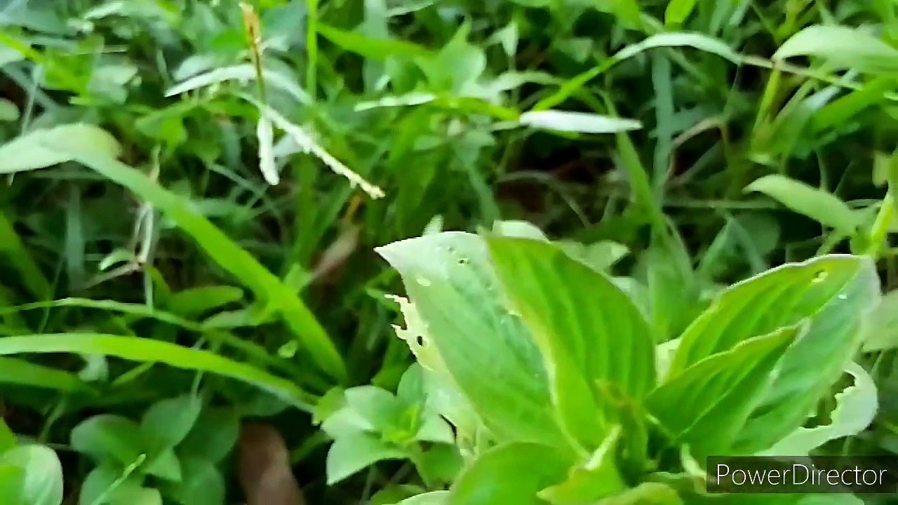 বাংলা চটি গল্প | ছোটটা দূরে থাকুন | ভিডিও বড়দের জন্য