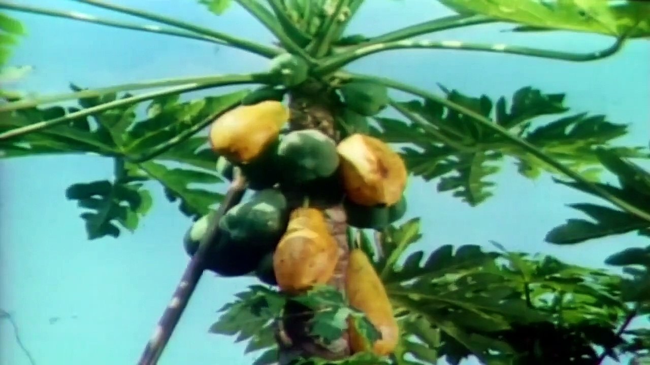 Os Trapalhões - Os Vagabundos Trapalhões