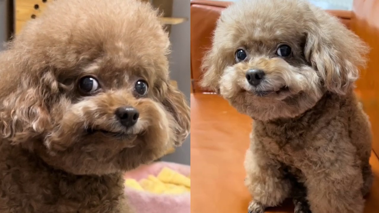 Meet the HAPPIEST POODLES in the World