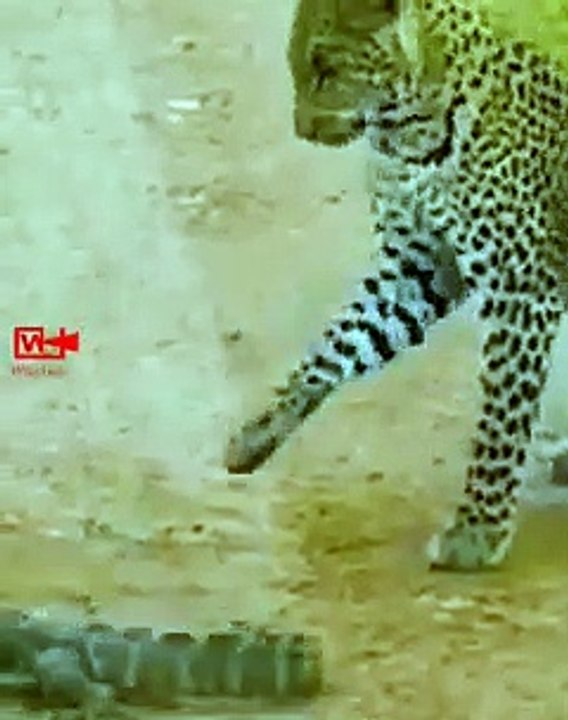 Leopard Hunts and Attacks Monitor Lizard