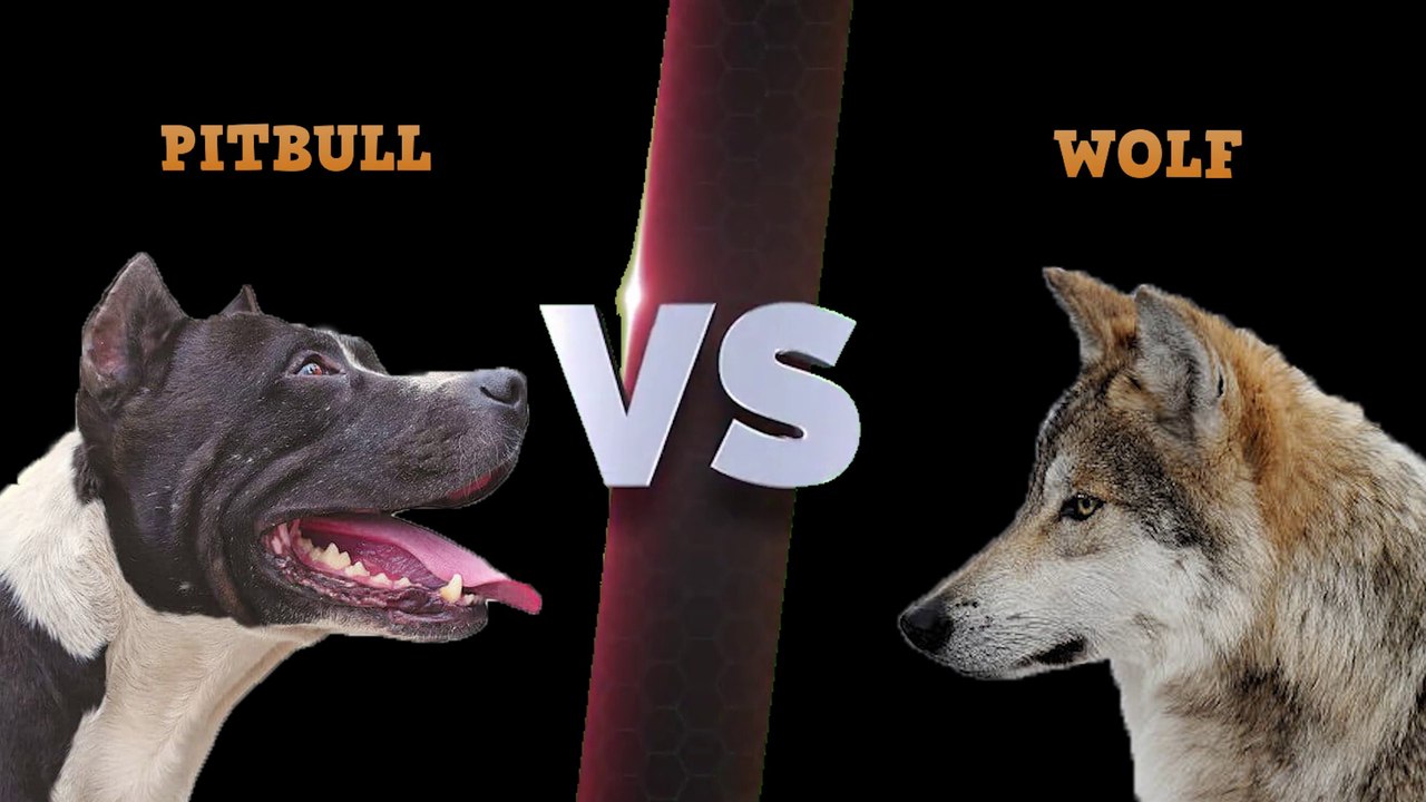Pitbull VS Wolf - When Pitbull Attacks Wolf! - Blondi Foks