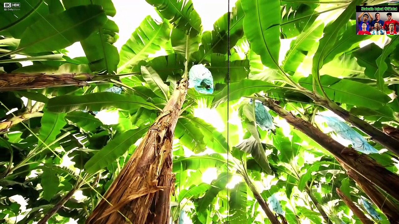 Costa Rica 8K Ultra HD Drone Footage