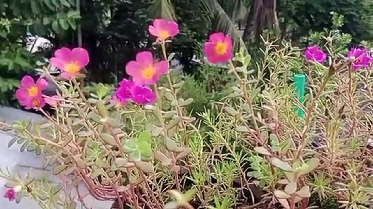 বাংলা চটি গল্প | গোপনে দেখুন চটি গল্প