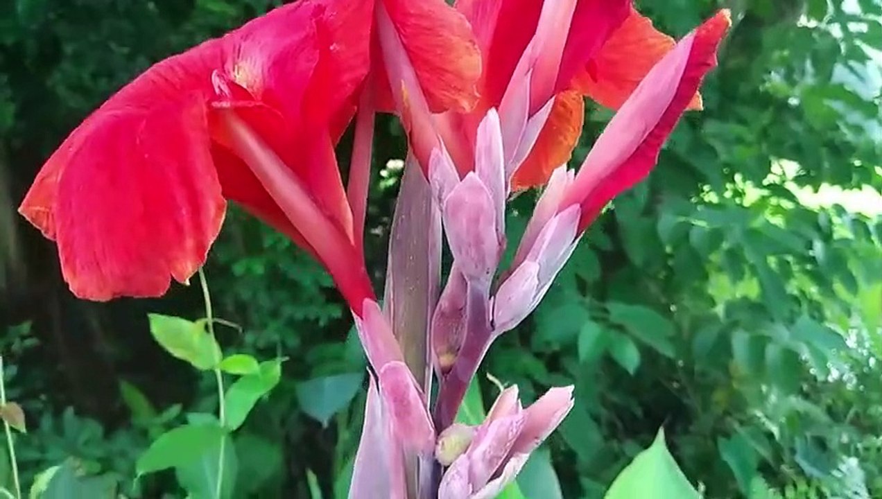 বাংলা চটি | দুই বোনকে একসাথে লাগানোর গল্প