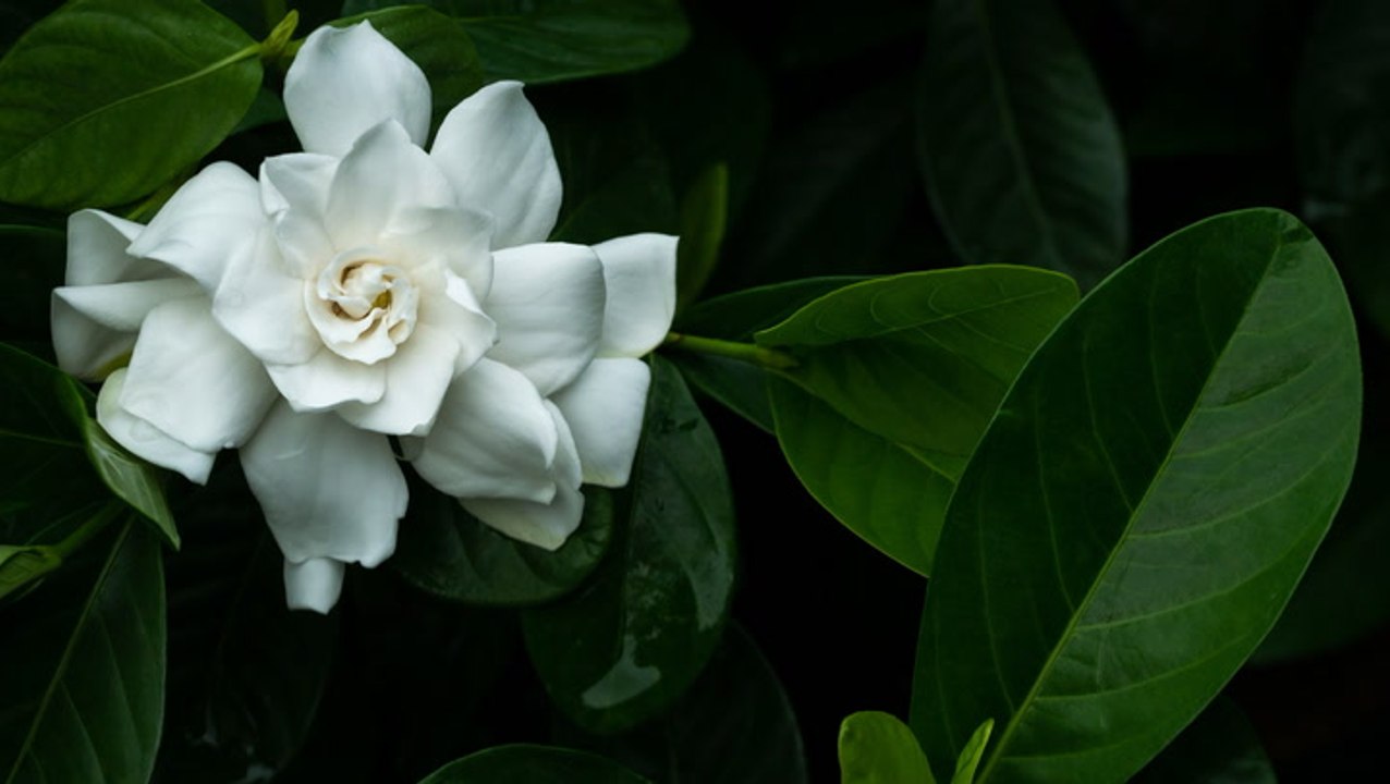 A History Of Gardenias And How They Came To Charleston