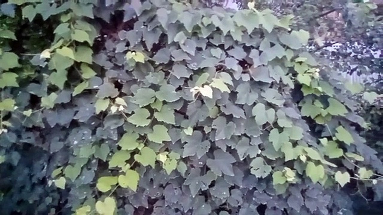 বাংলা চটি গল্প | การตอนมะละกอ โดยไม่ใช้ดิน ไม่ใช้แกลบ ไม่ใช้ขุยมะพร้าว ใช้แค่น้ำเปล่า