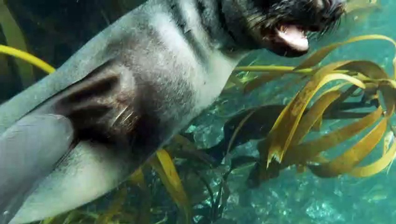 Sealions in Stunning 4K