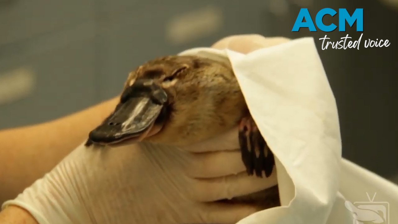 Iconic Platypus at risk of extinction