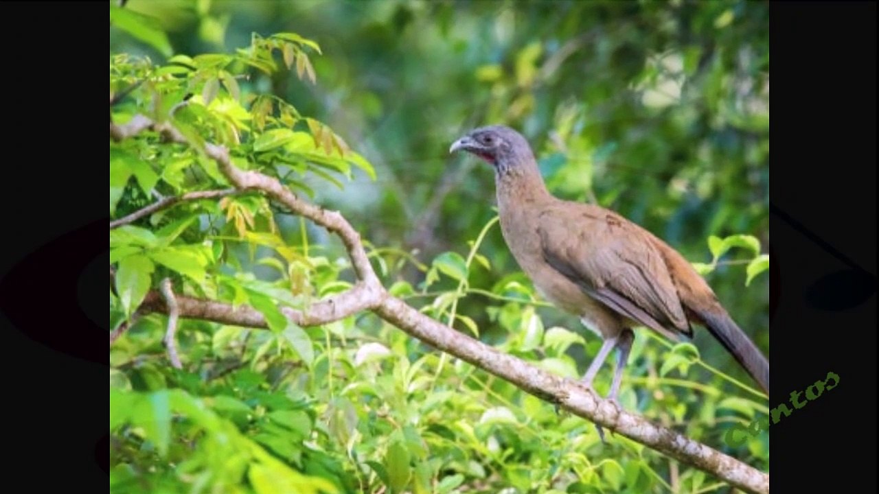 Canto de la Guacharaca Culirroja