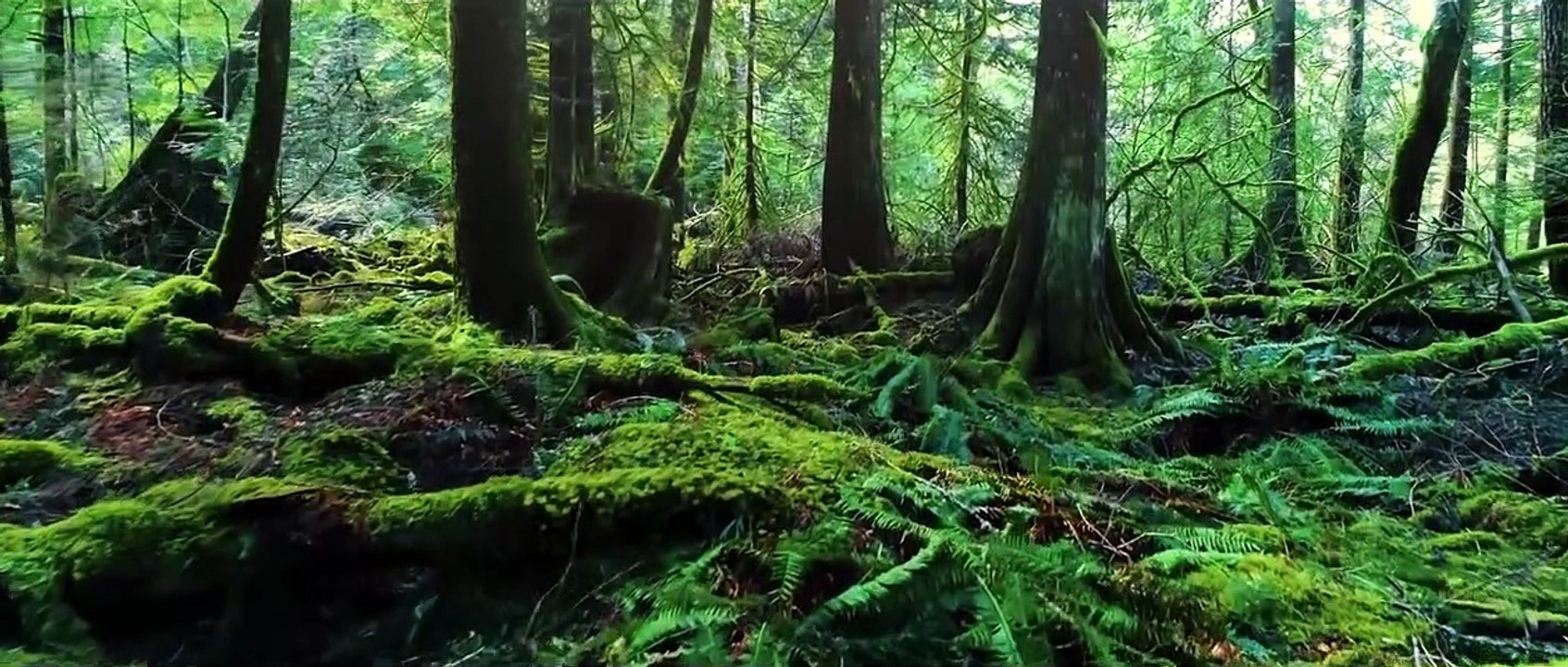 O Canada - National Anthem of Canada - Tribute to Nature