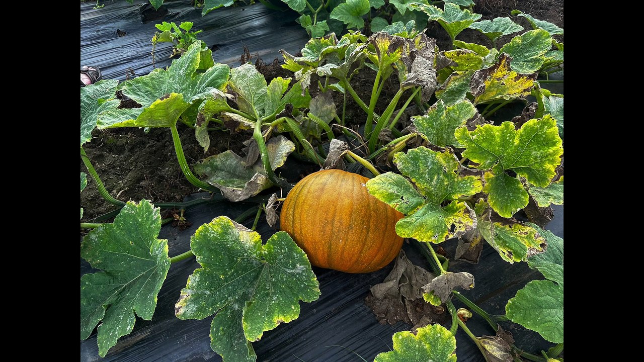 Farmer Copley's Pumpkin Festival: Pumpkin Patch