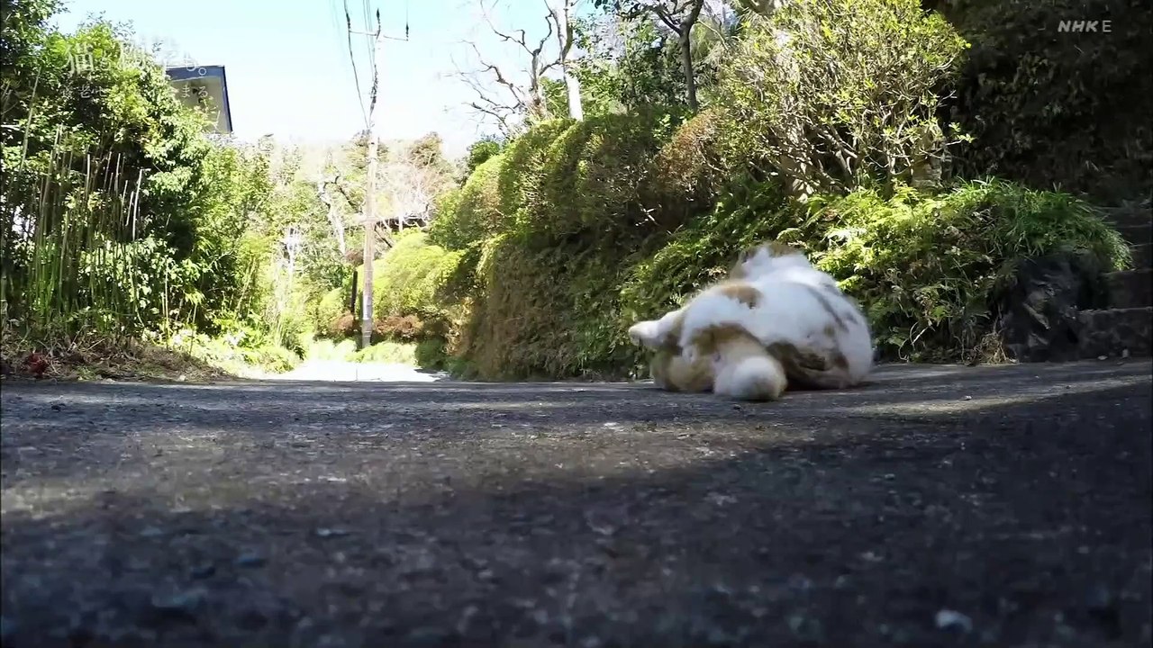 「養老センセイとまる」ネコメンタリー