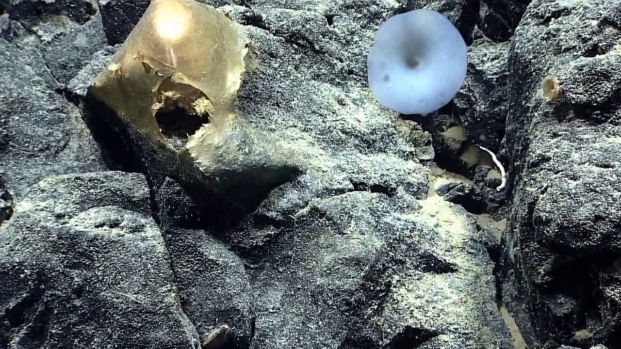 Espécime dourado no Alasca