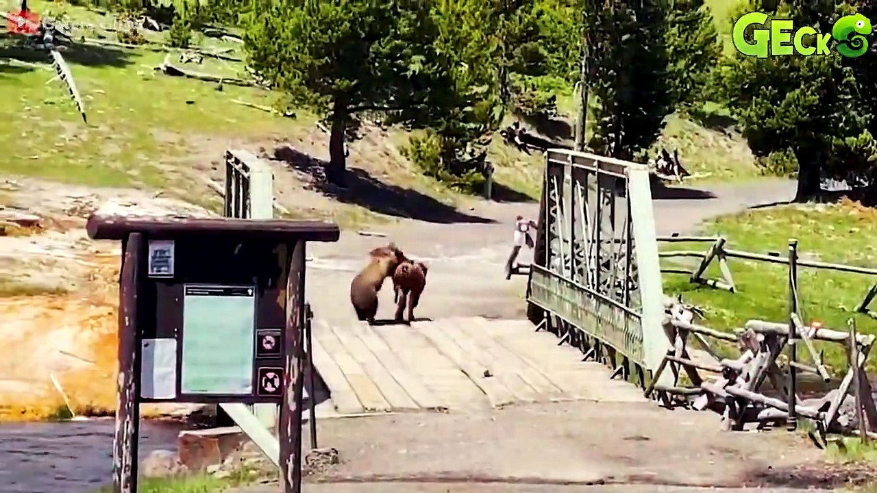 35 Brutal Moments Bears Hunt Mercilessly   Animal Fight