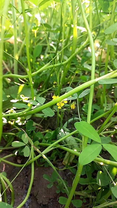 4K Ultra Hd Video | 4K Relax Video | Beautiful Nature Video