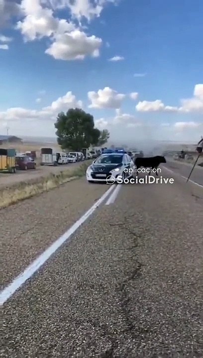 Un toro embiste a un coche de la Guardia Civil en Valladolid