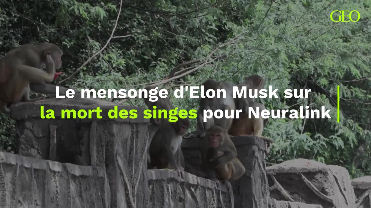 Le mensonge d'Elon Musk sur la mort des singes pour Neuralink