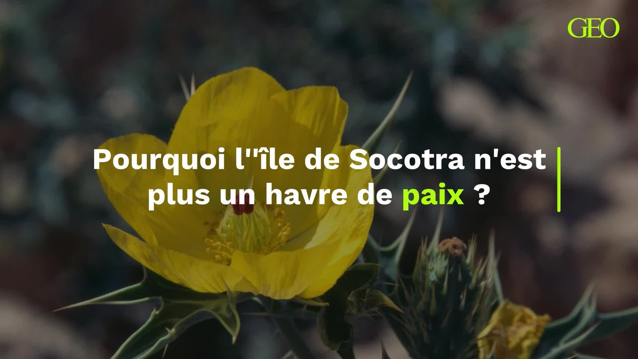Les changements qui ont transformé l'île de Socotra en un lieu moins paisible