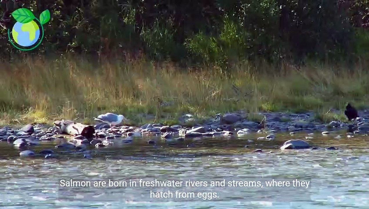 The Fascinating Life Cycle of Salmon (3 Minutes Microlearning)