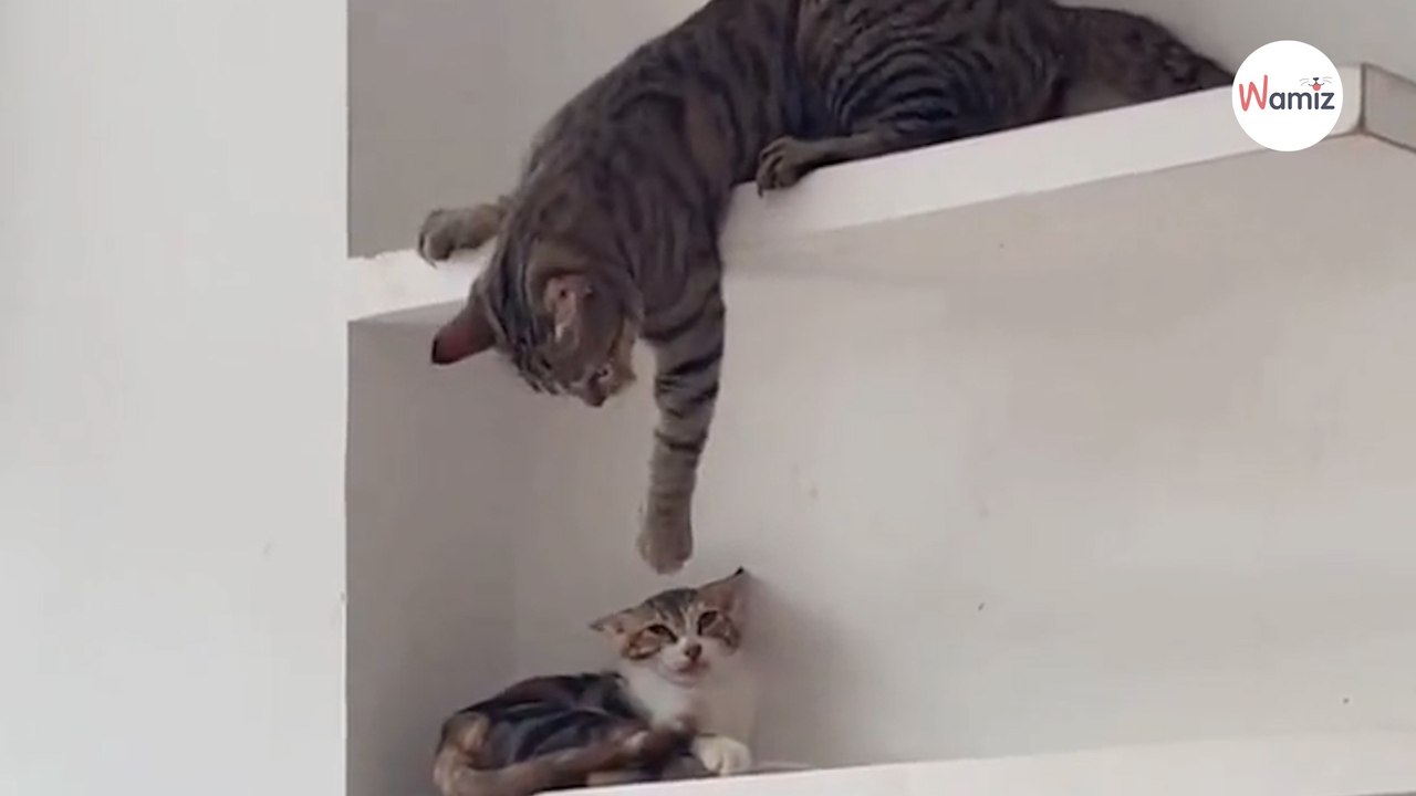 Kot zaczepia małego kociaka, ale los się na nim mści (video)