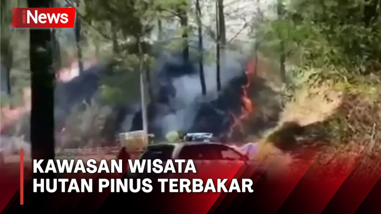 Kawasan Wisata Hutan Pinus di Kota Malino Terbakar