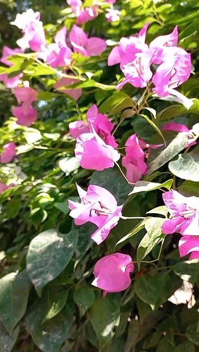 8K Nature Video | Ultra Hd | Beautiful Video | Nature View | #viralvideo