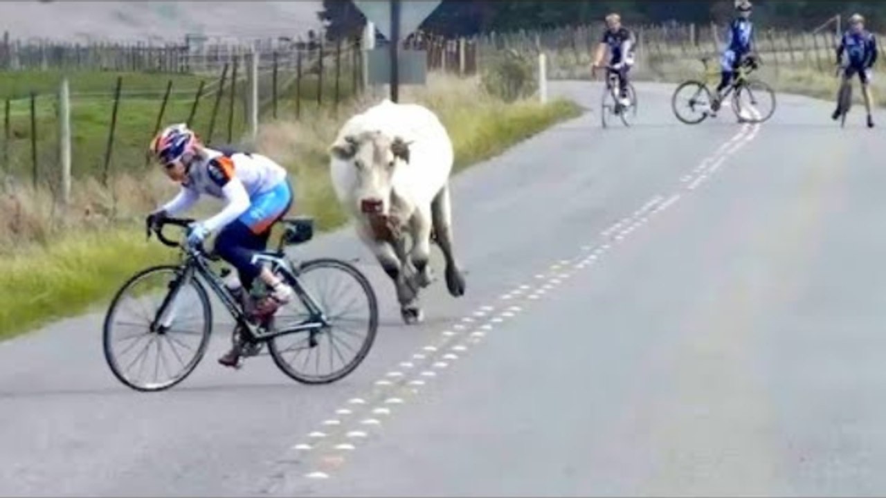 Collection of Funny Moments of the Year