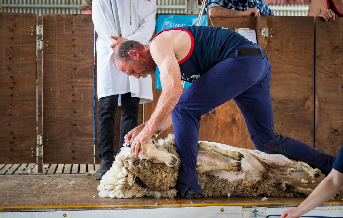 Walbundrie Show shearing competition