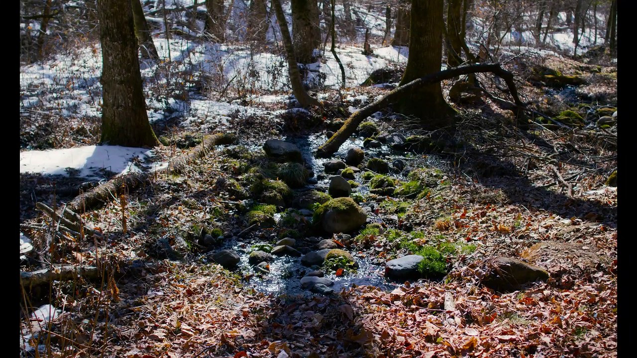 Evil Does Not Exist - Trailer