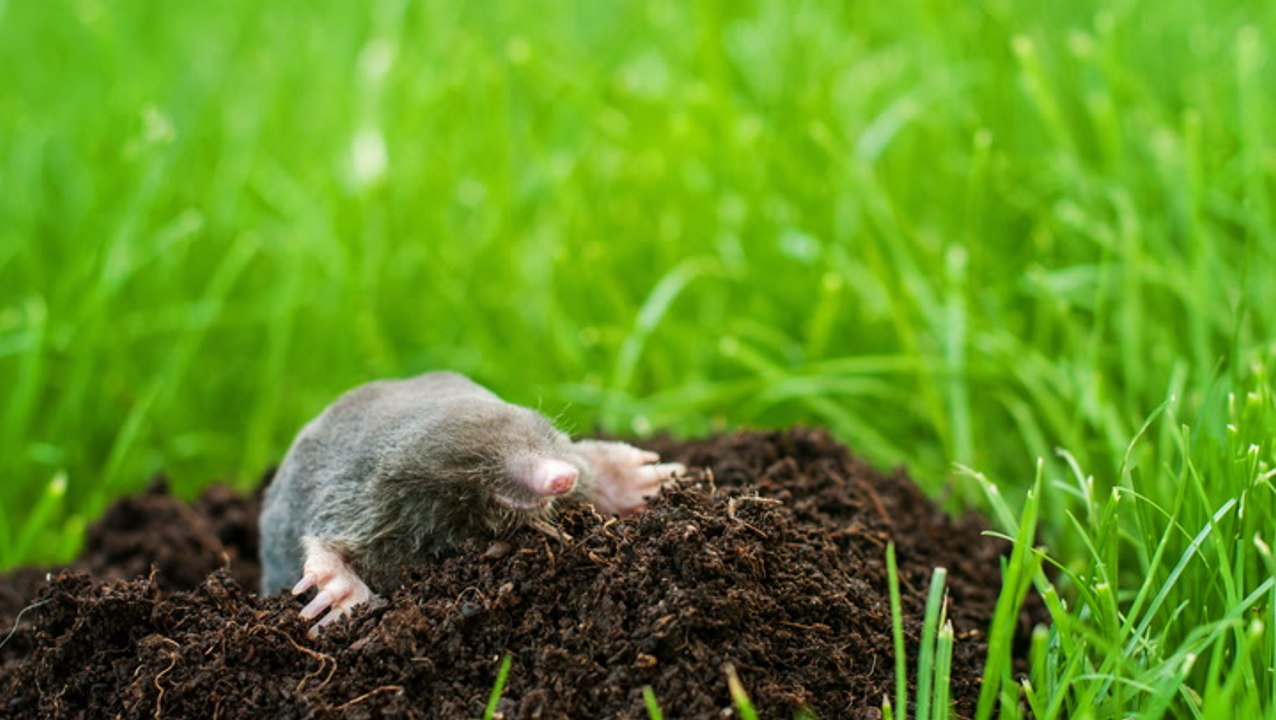 Moles vs. Voles: How to Tell the Difference Between These Common Garden Pests