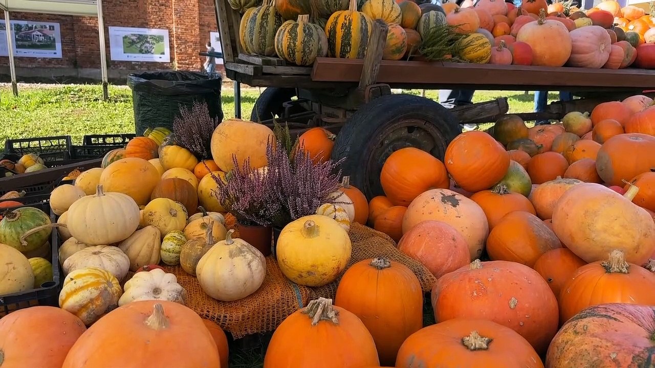 Rzuchowa - festyn święto dyni