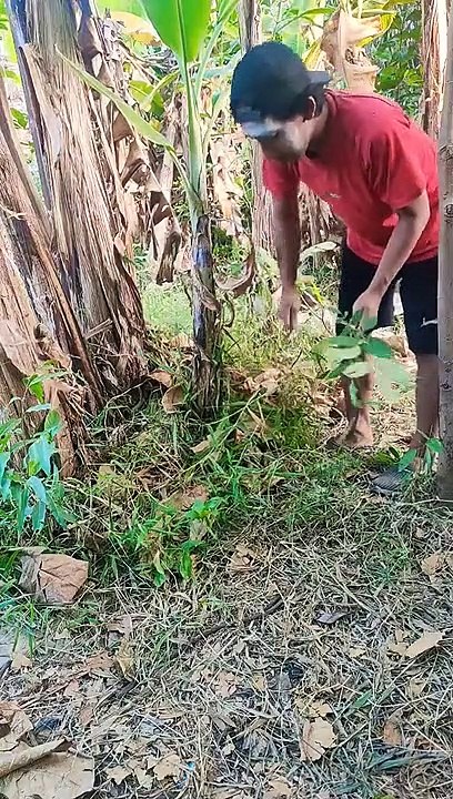 Cari rumput #feedshorts #funny #comedyfilms #shortsfeed #lucu #comedymovies #shortsvideo