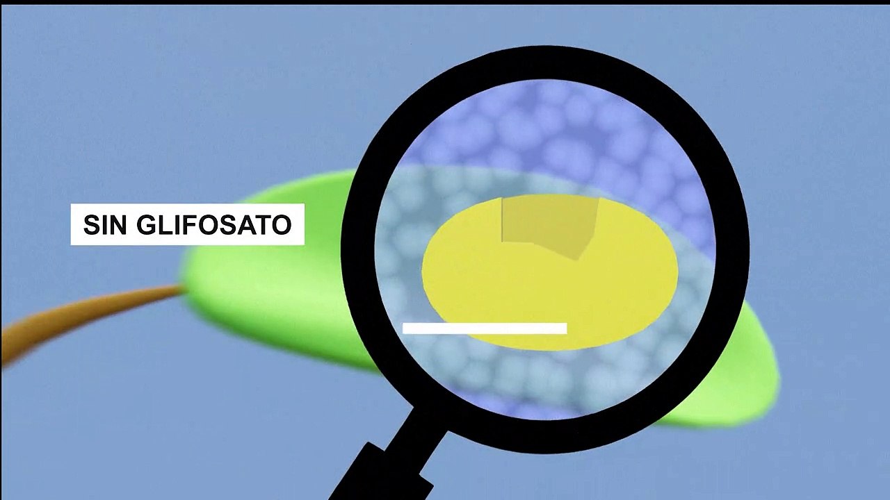 Funcionamiento del Glifosato y Propuesta de Renovación en la UE