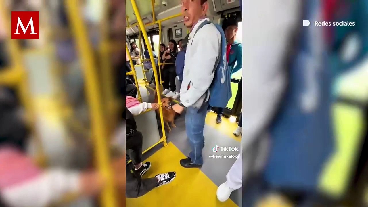 Perrito que sabe matemáticas enternece y se viraliza en redes sociales