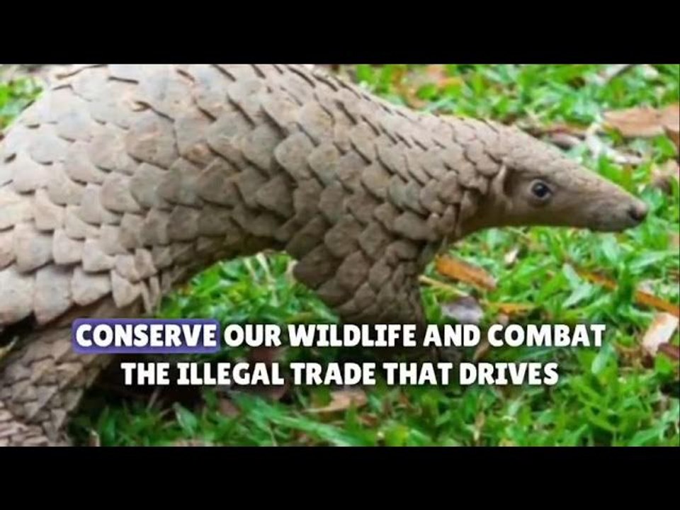 Nigeria burns $1.4m-worth of pangolin scales in anti-trafficking stand