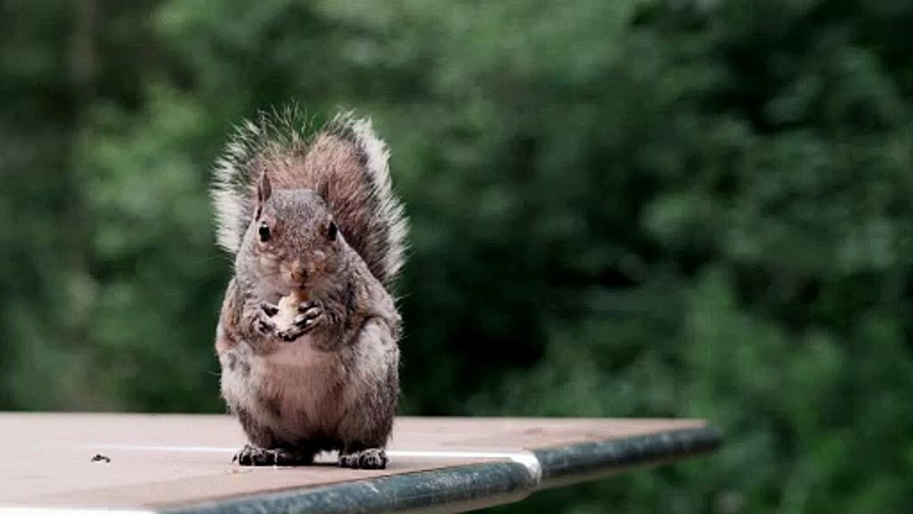 26. Preroll - Midroll - Postroll, AD Buffet