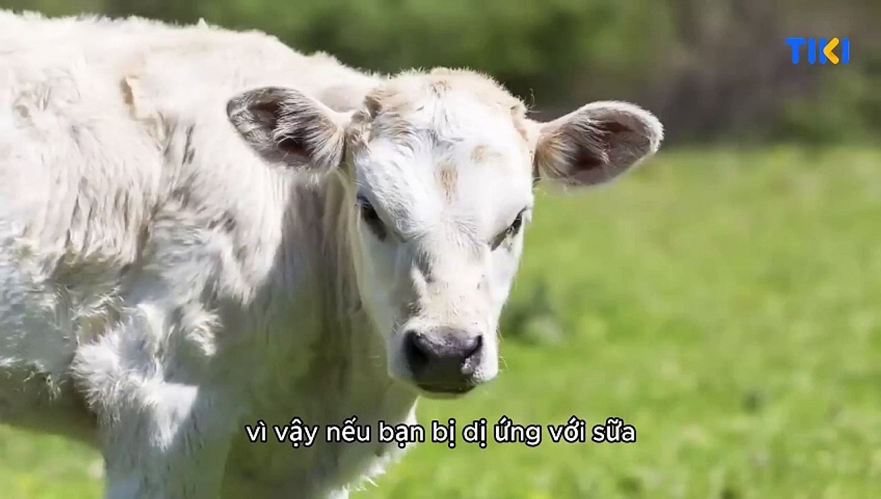 Cách sử dụng Whey giảm cân hiệu quả - Bạn cần nên biết