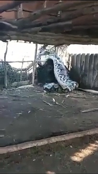 Serpente gigante entra em casa na Índia. Tinha 5 metros e 80 quilos