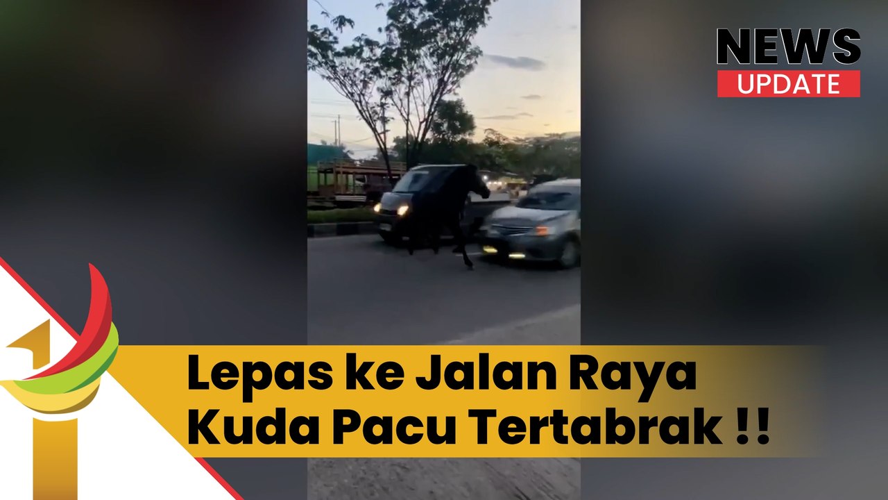 Seekor Kuda Pacu Lepas ke Jalan Tuanku Tambusai