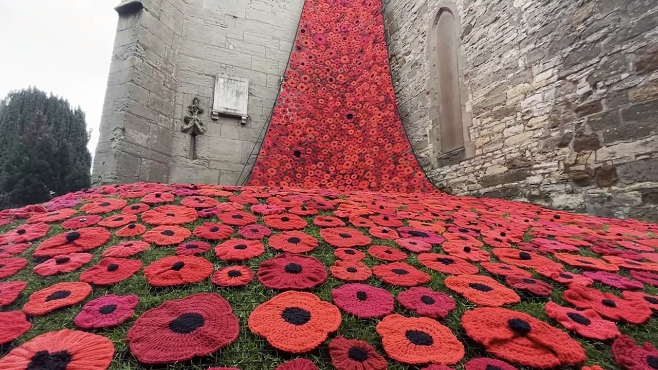 Huge cascade of poppies