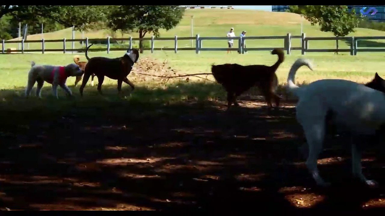 Three Headed Beast (2022) sub indo