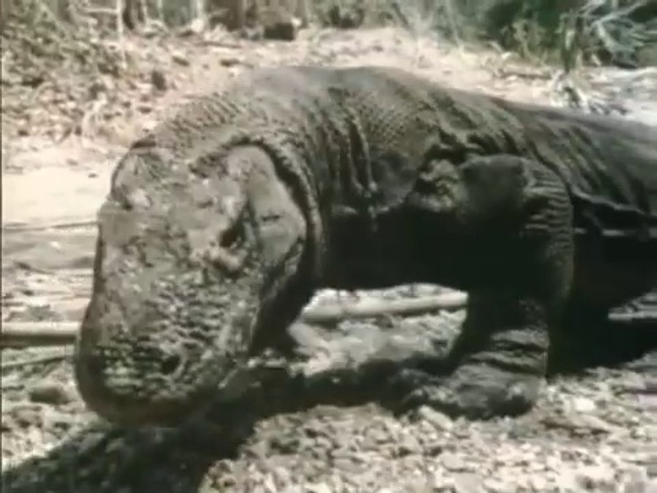 Grandes Enigmas de la Historia: Monstruos Míticos que Desafían la Realidad