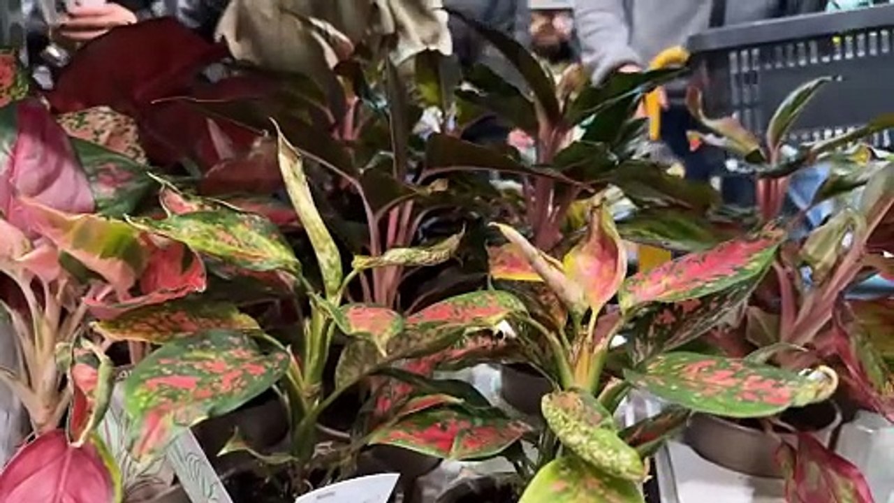 Tarnów - festiwal roślin