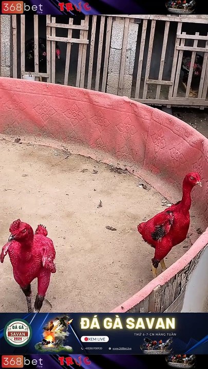 Trường Gà Dakcheung Đá Gà Chọi  C1 Trực Tiếp Dakcheung Xem Đá Gà Trực Tiếp 368BET.LIVE  #reels
