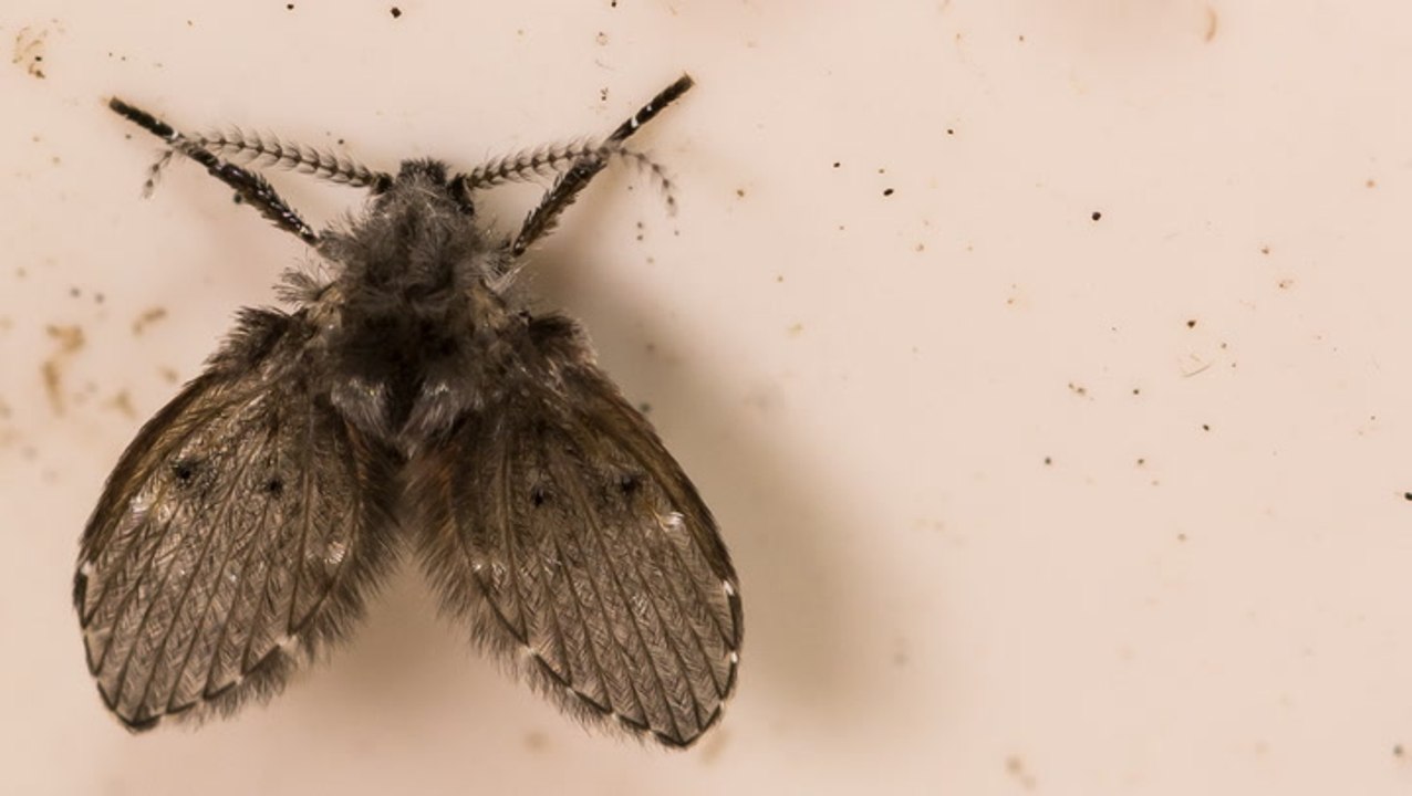 How to Get Rid of Drain Flies (for Good!)