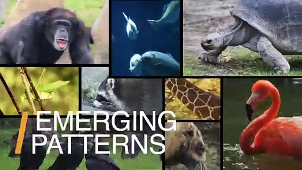 Scientists May Have Finally Figured Out How Animals Get Such Distinctive Patterns